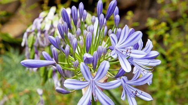 Photo of the African Lily 